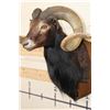 Image 8 : BLACK HAWAIIAN SHEEP Ram Shoulder Mount on a Wooden Plaque