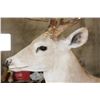Image 10 : Half-body WHITETAIL DEER Mount with Reproduction Antlers after the "Kansas City King"