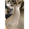 Image 11 : Half-body WHITETAIL DEER Mount with Reproduction Antlers after the "Kansas City King"