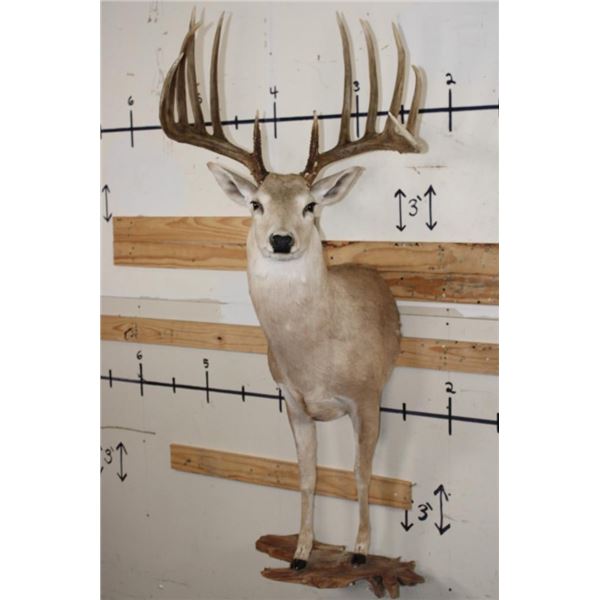 Half-body WHITETAIL DEER Mount with Reproduction Antlers after the "Kansas City King"