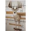 Image 1 : Half-body WHITETAIL DEER Mount with Reproduction Antlers after the "Kansas City King"