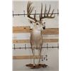 Image 4 : Half-body WHITETAIL DEER Mount with Reproduction Antlers after the "Kansas City King"