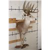 Image 5 : Half-body WHITETAIL DEER Mount with Reproduction Antlers after the "Kansas City King"