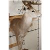Image 6 : Half-body WHITETAIL DEER Mount with Reproduction Antlers after the "Kansas City King"
