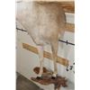 Image 9 : Half-body WHITETAIL DEER Mount with Reproduction Antlers after the "Kansas City King"