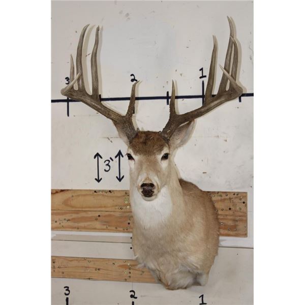 11-Point WHITETAIL Shoulder Mount with a 176 3/8 Boone and Crockett Score