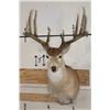Image 1 : 11-Point WHITETAIL Shoulder Mount with a 176 3/8 Boone and Crockett Score