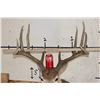 Image 2 : 11-Point WHITETAIL Shoulder Mount with a 176 3/8 Boone and Crockett Score