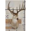 Image 3 : 11-Point WHITETAIL Shoulder Mount with a 176 3/8 Boone and Crockett Score