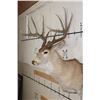 Image 5 : 11-Point WHITETAIL Shoulder Mount with a 176 3/8 Boone and Crockett Score