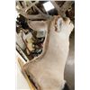 Image 9 : 11-Point WHITETAIL Shoulder Mount with a 176 3/8 Boone and Crockett Score