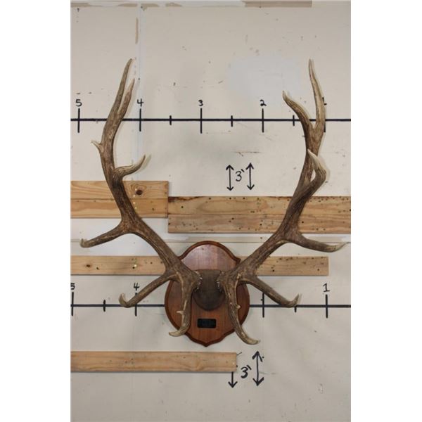 XL Heavy 15-Point ELK Rack on a Wooden Plaque