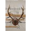 Image 1 : XL Heavy 15-Point ELK Rack on a Wooden Plaque