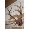 Image 2 : XL Heavy 15-Point ELK Rack on a Wooden Plaque