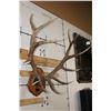 Image 3 : XL Heavy 15-Point ELK Rack on a Wooden Plaque