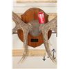 Image 5 : XL Heavy 15-Point ELK Rack on a Wooden Plaque
