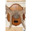 Image 6 : XL Heavy 15-Point ELK Rack on a Wooden Plaque