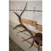 Image 7 : XL Heavy 15-Point ELK Rack on a Wooden Plaque