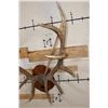 Image 8 : XL Heavy 15-Point ELK Rack on a Wooden Plaque