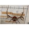 Image 9 : XL Heavy 15-Point ELK Rack on a Wooden Plaque