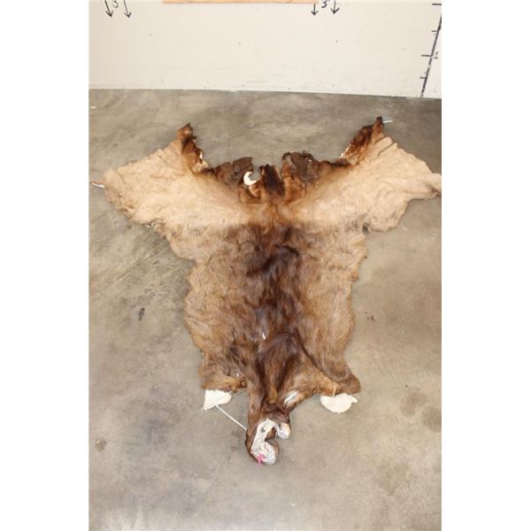 Very Nice ELK Cape for a Taxidermy Shoulder Mount
