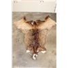 Image 1 : Very Nice ELK Cape for a Taxidermy Shoulder Mount