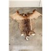 Image 2 : Very Nice ELK Cape for a Taxidermy Shoulder Mount