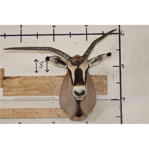 *TEXAS RESIDENTS ONLY* FRINGE-EARED ORYX Shoulder Mount with a Unique Horn Deformity