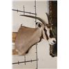 Image 3 : *TEXAS RESIDENTS ONLY* FRINGE-EARED ORYX Shoulder Mount with a Unique Horn Deformity