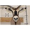 Image 5 : *TEXAS RESIDENTS ONLY* FRINGE-EARED ORYX Shoulder Mount with a Unique Horn Deformity