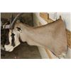 Image 6 : *TEXAS RESIDENTS ONLY* FRINGE-EARED ORYX Shoulder Mount with a Unique Horn Deformity