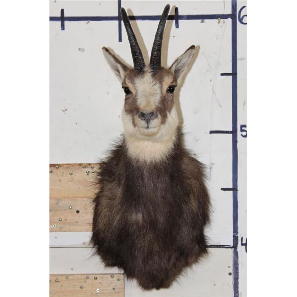 CHAMOIS Shoulder Mount