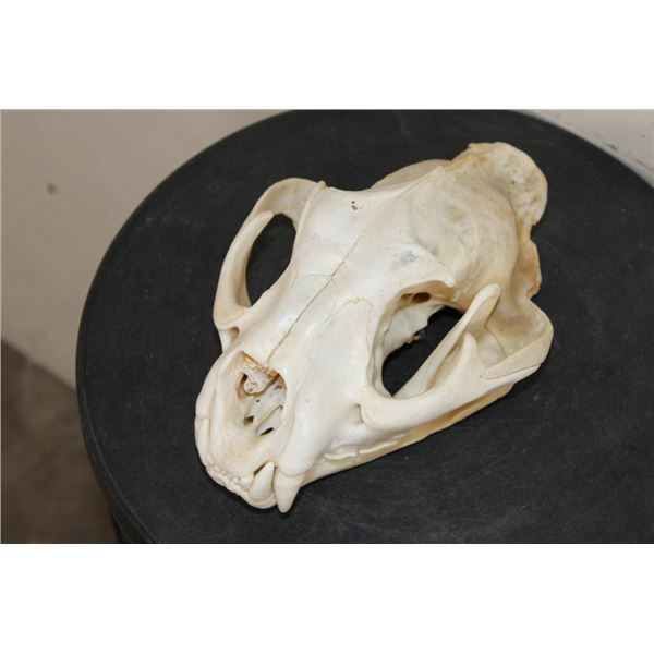 MOUNTAIN LION or COUGAR Skull with All its Teeth