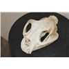 Image 1 : MOUNTAIN LION or COUGAR Skull with All its Teeth