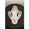 Image 2 : MOUNTAIN LION or COUGAR Skull with All its Teeth