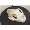Image 3 : MOUNTAIN LION or COUGAR Skull with All its Teeth