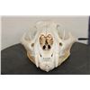 Image 4 : MOUNTAIN LION or COUGAR Skull with All its Teeth