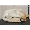 Image 6 : MOUNTAIN LION or COUGAR Skull with All its Teeth