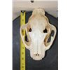 Image 8 : MOUNTAIN LION or COUGAR Skull with All its Teeth