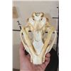 Image 9 : MOUNTAIN LION or COUGAR Skull with All its Teeth