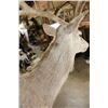 Image 11 : Massive 20-Point RED STAG Shoulder Mount