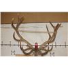 Image 12 : Massive 20-Point RED STAG Shoulder Mount