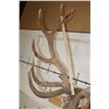 Image 13 : Massive 20-Point RED STAG Shoulder Mount