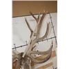 Image 14 : Massive 20-Point RED STAG Shoulder Mount