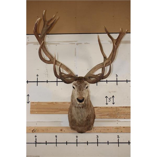 Massive 20-Point RED STAG Shoulder Mount