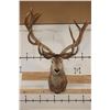 Image 1 : Massive 20-Point RED STAG Shoulder Mount