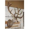 Image 3 : Massive 20-Point RED STAG Shoulder Mount