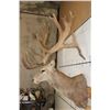 Image 5 : Massive 20-Point RED STAG Shoulder Mount