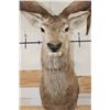 Image 8 : Massive 20-Point RED STAG Shoulder Mount