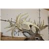 Image 10 : "Freak" Non-Typical WHITETAIL DEER Shoulder Mount with a 32-Point Reproduction Rack